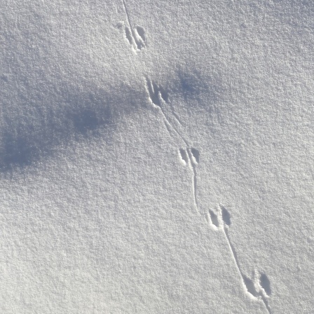 Spuren eines Tieres im Schnee.