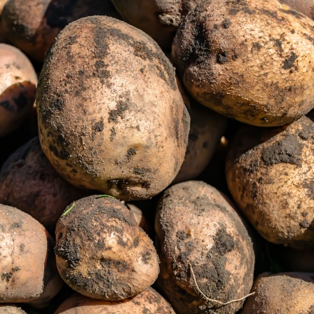 Kartoffeln