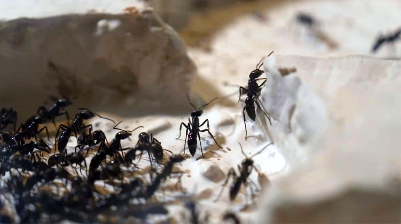Das Antibiotikum der Ameisen