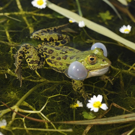 Quakender Teichfrosch in einem Teich