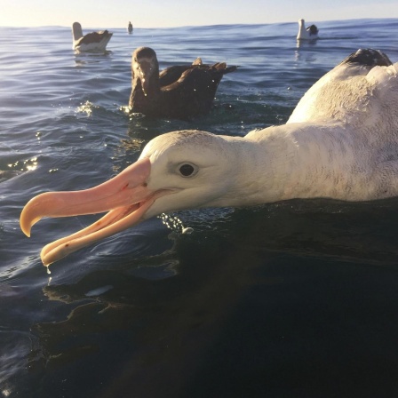 Albatrosse - Wanderer der Meere in Gefahr