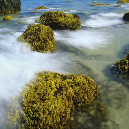 Irischer Moos oder Carrageenmoos, eine Alge (Chondrus crispus), auf Felsen. Archivfoto