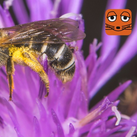 Wildbiene auf Blüte