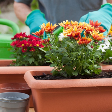 Chrysanthemen werden in einem Blumentopf angeplanzt. Im Hintergund sind eine Gießkanne und die Hände eines Gärtners zu sehen.