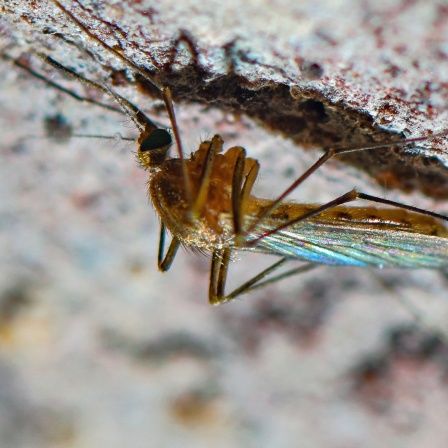 Eine Stechmücke der Art Culex pipiens hängt an der Decke eines alten Kellers.