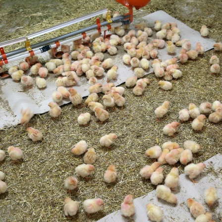 Mannliche Küken laufen auf einem Biohof duch den Stall