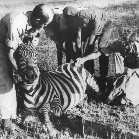 Bernhard Grzimeks Afrika-Dokumentation "Serengeti darf nicht sterben"