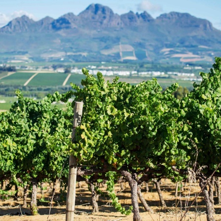 Weinberge in Stellenbosch in Südafrika.