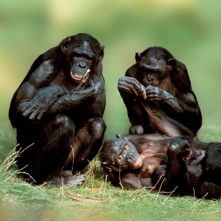 Frontale Ansicht von drei Bonobos, Zwergschimpansen, die auf einer Wiese sitzen und liegen.
