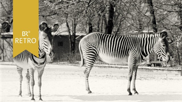 Zebras im verschneiten Tierpark Hellabrunn | Bild: BR