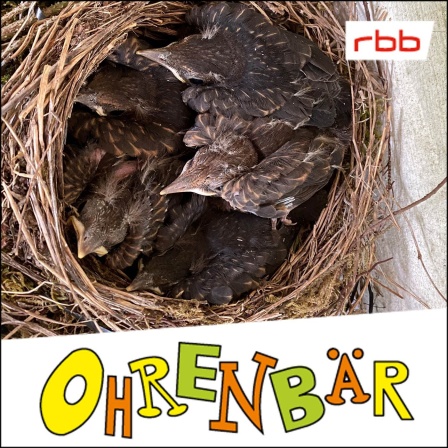 Ein Nest mit Amselküken (rbb/OHRENBAER/Birgit Patzelt)