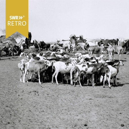 Sahara-Brunnen: Ziegen, Rinder und Kamele Nigeria 1950