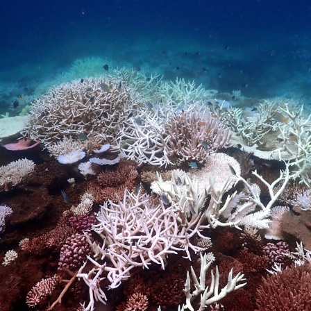 Ein am Mittwoch aufgenommenes Bild zeigt die Korallenbleiche vor Lizard Island im südlichen Great Barrier Reef. 
