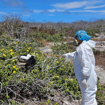 Auf diesem vom Nationalpark Galapagos zur Verfügung gestellten Bild werden Vögel aufgrund einer möglichen Vogelgrippe-Infektion untersucht. 