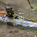 Feuersalamander (Salamandra salamandra) in seichtem Wasser an einem Ast (Deutschland, Baden-Württemberg) 