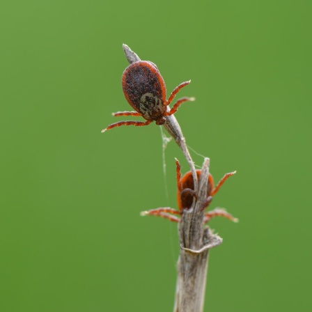 Zwei Zecken (Ixodida) sind auf der Spitze eines Halmes in einer Wiese zu sehen.
