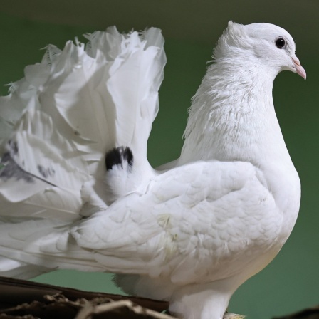 weiße Taube in Indien 