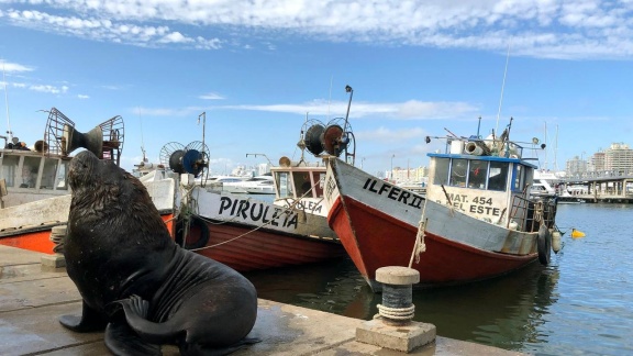 Verrückt Nach Meer - Seelöwen-jammer In Punta Del Este (457)