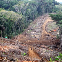 Auf einer abgeholzten Fläche sieht man eine Fahrspur und einen Bagger, daneben unzerstörter Regenwald. 