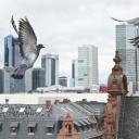 Tauben fliegen das Taubenhaus im Frankfurter Gerichtsviertel an. Im Hintergrund sieht man die Frankfurter Skyline.