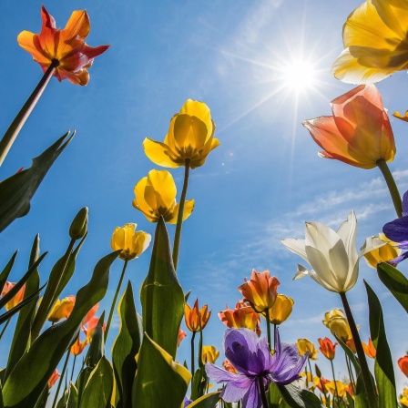 Bunte Blüten für die Seele - Die Landesgartenschauen in Ingolstadt und Lindau