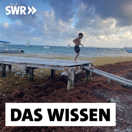 Ein Junge hüpft in Puerto Morelos / Mexiko über einen Steg vom Bootsanleger über den von Algen bedeckten Strand