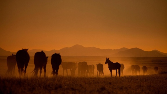 Erlebnis Erde - Die Wüstenpferde Namibias