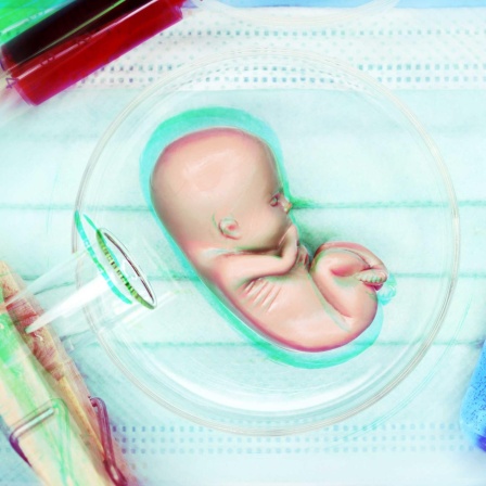 Künstliches Leben aus dem Labor - Vorläufer menschlicher Embryonen entwickelt