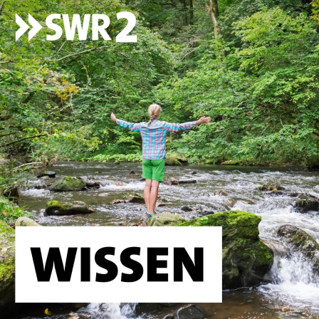 Waldbaden, der Trend aus Japan, soll zur Entspannung beitragen