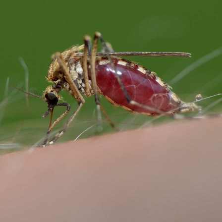 Eine Mücke beim Blutsaugen