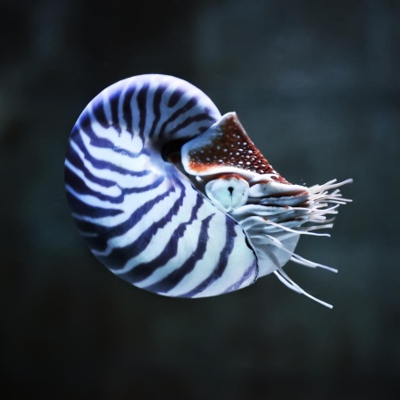 Der Nautilus - Zu schön für diese Welt?