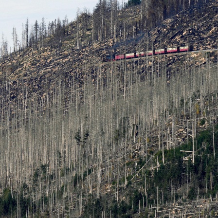 Eine Bahn fährt durch entlang eines Hügels durch einen größtenteils abgestorbenen Wald.