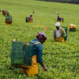 Frauen pflücken auf einer Plantage in Kenia Teeblätter. 