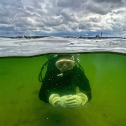 Natürlicher CO2-Speicher: Forscher pflanzen Seegras in der Ostsee an.