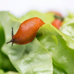 Eine Rote Wegschnecke (Arion rufus), auch Große Wegschnecke genannt, frisst in einem Garten an einem Salat.