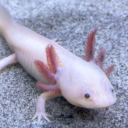 Die Tierdocs: Axolotl bricht ab