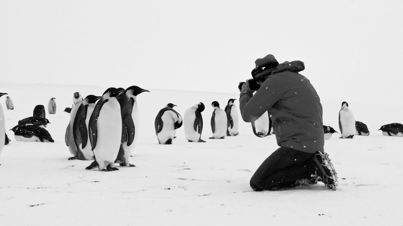 Rückkehr ins Land der Pinguine - Eine beeindruckende Reise