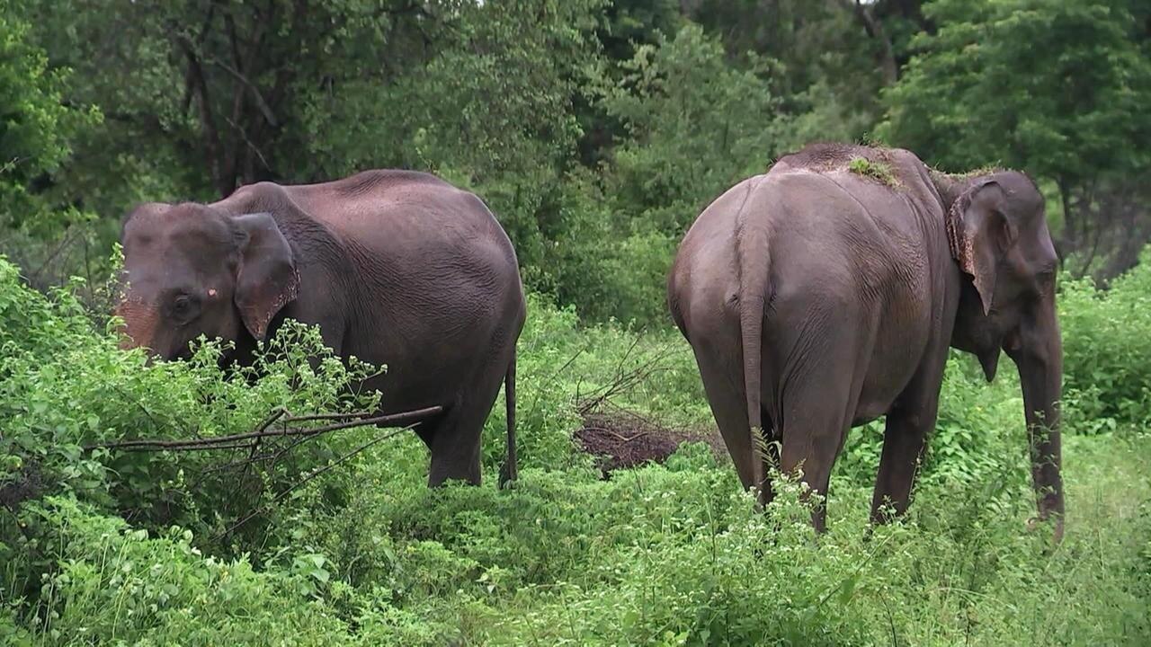 Weltspiegel: Sri Lanka: Wer schützt die Elefanten, wer schützt vor den