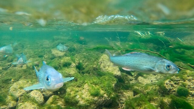 Die Äsche ist in Südniedersachsen prägende Fischart, doch sie ist stark bedroht durch schmutzige und verbaute Gewässer sowie den Kormoran.