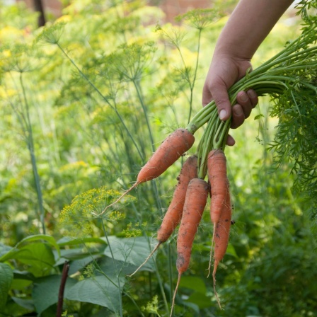 Bio für alle? Wie ökologisch kann man die Welt ernähren?