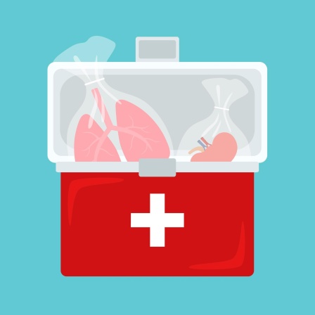 Illustration einer Kühltasche mit zwei Organen in Plastikbeuteln.