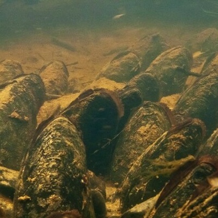 Flussperlenmuscheln in einer Muschlbank in oberfränkischen Gewässern