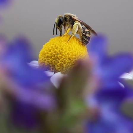 Wildbienen - Die einsamen Königinnen