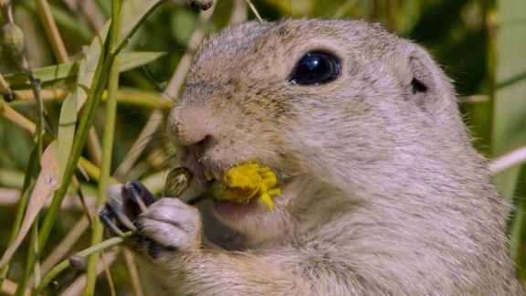 Erlebnis Erde - Erlebnis Erde: Tierische Heimkehrer