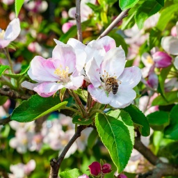 Eine Honigbiene sammelt im Frühling fleißig Pollen von zarten rosa und weißen Apfelblüten.