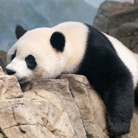 Der Große Panda Xiao Qi Ji ist im Smithsonian's National Zoo in Washington, D.C., in den Vereinigten Staaten zu sehen.