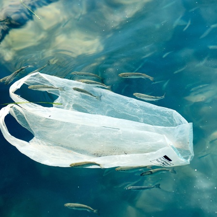 Plastik im Ozean