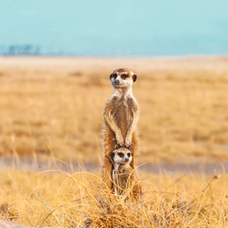 Ein kleines und ein großes Erdmännchen stehen in einer kargen Graslandschaft.