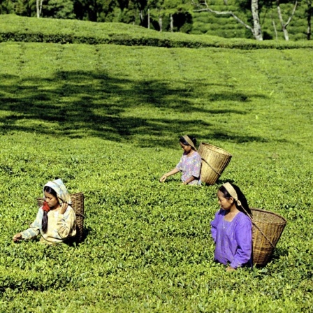 Frauen pflücken Teeblätter auf einer Teeplantage in Darjeeling im indischen Bundesstaat West-Bengalen.