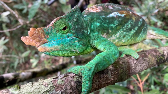 Erlebnis Erde - Unbekanntes Madagaskar (1): Im Dschungel Der Lemuren